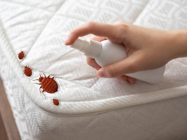 Best Bed Bug Extermination  in Lee Acres, NM