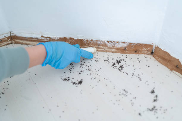 Best Affordable Pest Control Services  in Lee Acres, NM